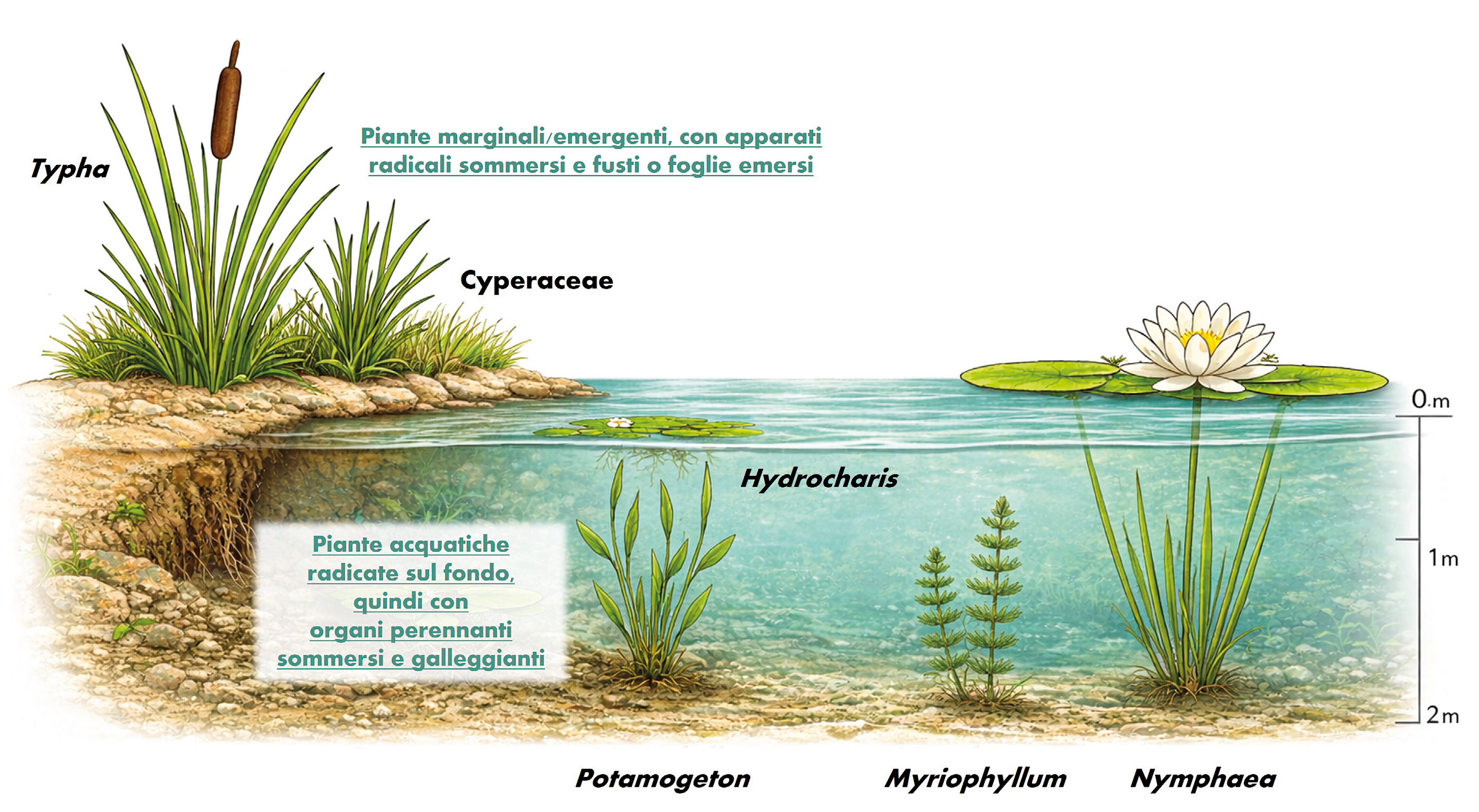 Mercuri et al. 2026, fig. 11