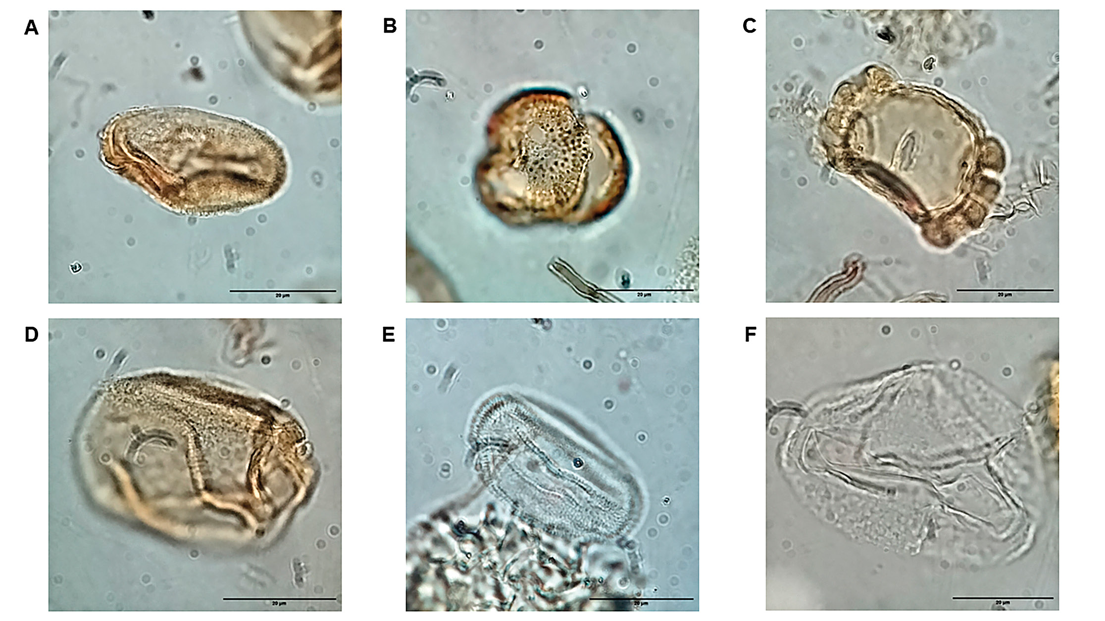 Braga et al.  2026, fig. 6