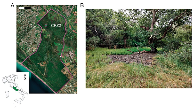 Braga et al.  2026, fig. 2 - thumbnail